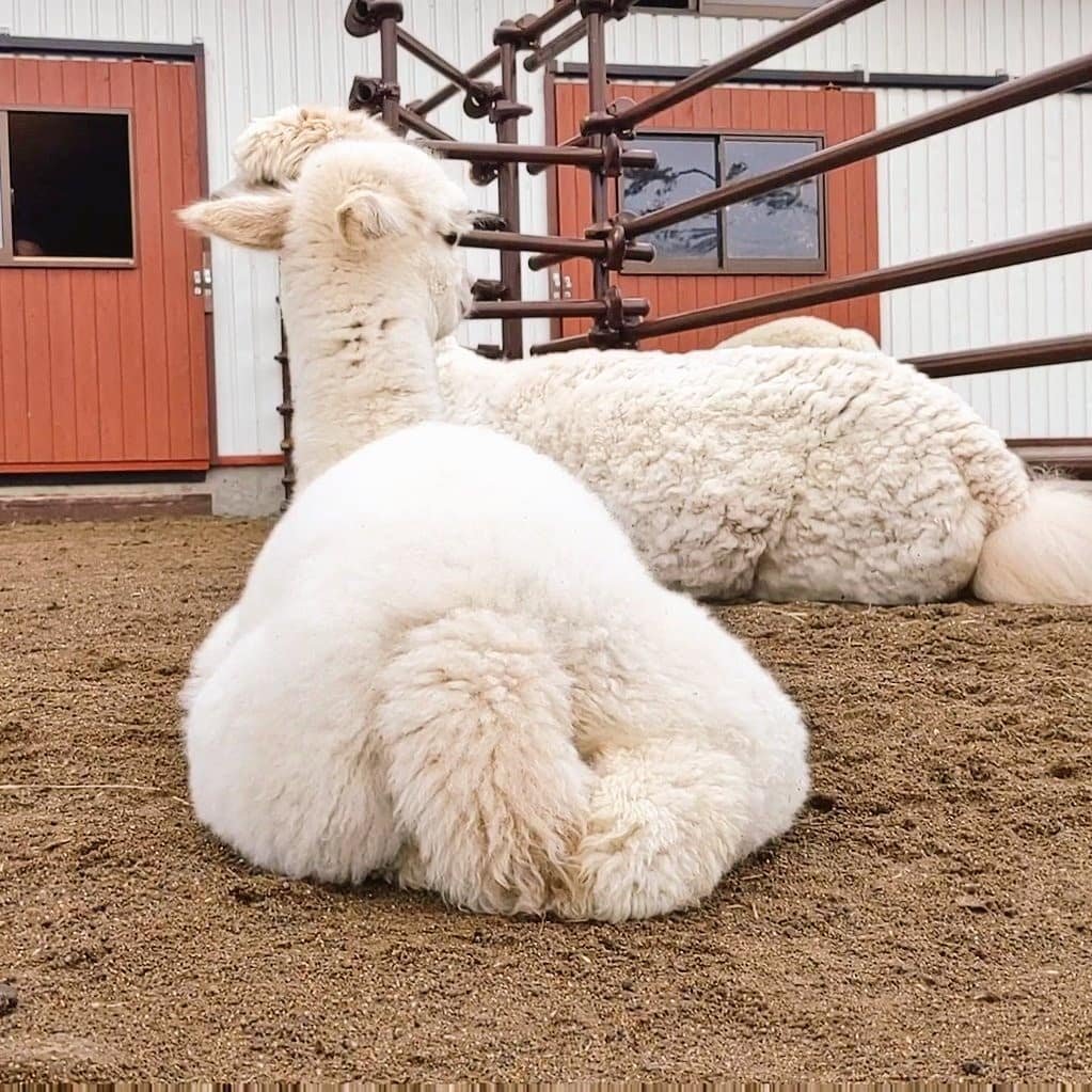 🏞️ 이와테 하치만타이 샐러드 농장 마을(이와테 하치만타이 사라다파무비렛지) 이미지 6